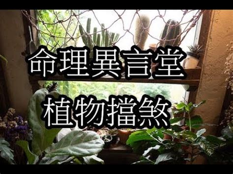 屋角煞植物|擋煞植物實測：效果驚人